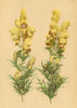 ALPENFLORA ALPINE FLOWERS. Aconitum Anthora L-Giftheil-Eisenhut 1897 old print