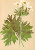 ALPENFLORA ALPINE FLOWERS. Anemone narcissiflora L-Narcissen-Windröschen 1897