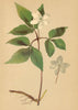 ALPENFLORA ALPINE FLOWERS. Anemone trifolia L-Dreiblättriges Windröschen 1897