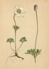 ALPENFLORA ALPINE FLOWERS. Anemone baldensis L-Monte Baldo-Windröschen 1897