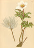 ALPENFLORA ALPINE FLOWERS.Pulsatilla alpina(L.)Schult-Alpen-Küchenschelle 1897
