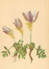 ALPENFLORA ALPINE FLOWERS. Pulsatilla vernalis Mill-Frühlings-Küchenschelle 1897