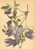 ALPENFLORA ALPINE FLOWERS. Clematis alpina (L. ) Mill-Alpenrebe 1897 old print