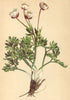 ALPENFLORA ALPINE FLOWERS. Ranunculus glacialis L-Gletscher-Hahnenfuss 1897