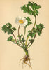 ALPENFLORA ALPINE FLOWERS. Ranunculus Seguieri Vill-Seguier's Hahnenfuss 1897