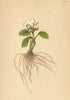 ALPENFLORA. Ranunculus parnassifolius L-Studentröschenblättriger Hahnenfuss 1897