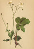 ALPINE FLOWERS. Ranunculus aconitifolius L-Eisenhutblättriger Hahnenfuss 1897