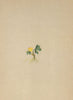 ALPENFLORA ALPINE FLOWERS. Ranunculus pygmaeus Wahlbg-Zwerghahnenfuss 1897