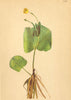 ALPENFLORA ALPINE FLOWERS. Ranunculus thora L-Giftiger Hahnenfuss 1897 print