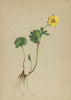 ALPENFLORA ALPINE FLOWERS. Ranunculus pythora Crantz-Tödtlicher Hahnenfuss 1897