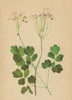 ALPINE FLOWERS. Thalictrum aquilegiaefolium L-Akeleiblättrige Wiesenraute 1897