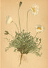 ALPENFLORA ALPINE FLOWERS. Papaver alpinum L-Alpenmohn 1897 old antique print