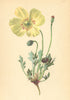 ALPENFLORA ALPINE FLOWERS. Papaver pyrenaicum (L. ) W-Pyrenäen Mohn 1897 print