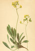 ALPENFLORA ALPINE FLOWERS. Biscutella laevigata L-Brillenschötchen 1897 print
