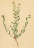ALPENFLORA ALPINE FLOWERS. Aethionema Saxatile (L. ) R. Br-Steintäschel 1897