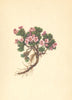 ALPENFLORA ALPINE FLOWERS. Petrocallis pyrenaica (L. ) R. Br-Steinschmückel 1897
