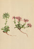 ALPINE FLOWERS. Thlaspi rotundifolium Gaud-Rundblättriges Täschelkraut 1897