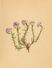 ALPINE FLOWERS. Thlaspi cepeaefolium Koch-Fetthennblättriges Täschelkraut 1897