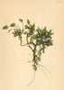 ALPENFLORA ALPINE FLOWERS. Cardamine alpina W-Alpen-Schaumkraut 1897 old print
