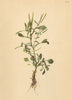 ALPINE FLOWERS. Cardamine resedifolia L-Resedenblättriges Schaumkraut 1897