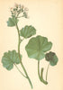 ALPINE FLOWERS. Cardamine asarifolia L-Haselwurzblättriges Schaumkraut 1897