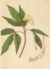 ALPENFLORA ALPINE FLOWERS. Dentaria enneaphyllos L-Neunblättrige Zahnwurz 1897