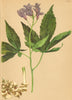 ALPENFLORA ALPINE FLOWERS.Dentaria digitata Lam-Gefingertblättrige Zahnwurz 1897