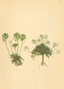 ALPINE FLOWERS. Hutchinsia brevicaulis Hoppe-Kurzstenglige Felsenkresse 1897
