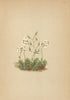 ALPENFLORA ALPINE FLOWERS. Draba stellata Jacq-Sternhaariges Hungerblümchen 1897