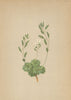 ALPENFLORA ALPINE FLOWERS. Draba frigida Saut-Kälteliebendes Hungerblümchen 1897