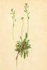 ALPENFLORA ALPINE FLOWERS. Draba carinthiaca Hoppe-Kärntner Hungerblümchen 1897