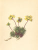 ALPENFLORA ALPINE FLOWERS. Draba aizoides L-Immergrünes Hungerblümchen 1897