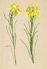 ALPENFLORA ALPINE FLOWERS. Erysimum Cheiranthus Pers-Goldlack-Hederich 1897