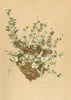 ALPINE FLOWERS. Saxifraga arachnoidea Sternb-Spinnwebiger Steinbrech 1897