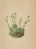ALPINE FLOWERS. Saxifraga androsacea L-Mannsschildähnlicher Steinbrech 1897