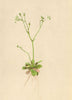 ALPENFLORA ALPINE FLOWERS. Saxifraga stellaris L-Sternblüthiger Steinbrech 1897