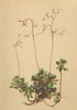 ALPENFLORA ALPINE FLOWERS. Saxifraga cuneifolia L-Keiblättriger Steinbrech 1897