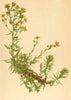 ALPENFLORA ALPINE FLOWERS. Saxifraga aizoides L-Immergrüner Steinbrech 1897