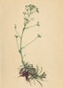 ALPENFLORA ALPINE FLOWERS. Saxifraga crustata Vest-Bekrusteter Steinbrech 1897