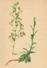 ALPENFLORA ALPINE FLOWERS. Saxifraga mutata L-Veränderlicher Steinbrech 1897