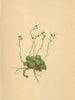 ALPENFLORA ALPINE FLOWERS. Saxifraga squarrosa Sieb-Sparriger Steinbrech 1897