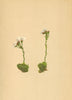 ALPENFLORA ALPINE FLOWERS.Saxifraga Vandellii Sternbg-Vandelli's Steinbrech 1897