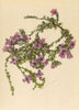 ALPINE FLOWERS. Saxifraga oppositifolia L-Gegenblättriger Steinbrech 1897