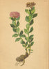ALPENFLORA ALPINE FLOWERS. Sedum rhodiola (L. ) DC-Rosenwurz 1897 old print