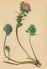 ALPENFLORA ALPINE FLOWERS. Sedum anacampseros L-Rundblättriges Fettblatt 1897