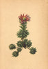 ALPENFLORA ALPINE FLOWERS. Sempervivum montanum L-Berg-Hauswurz 1897 old print
