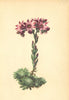 ALPENFLORA ALPINE FLOWERS. Sempervivum arachnoideum L-Spinnwebige Hauswurz 1897