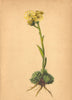 ALPENFLORA ALPINE FLOWERS. Sempervivum braunii Funk-Braun's Hauswurz 1897