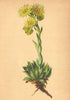 ALPENFLORA ALPINE FLOWERS. Sempervivum wulfenii Hoppe-Wulfen's Hauswurz 1897