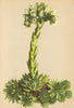 ALPENFLORA ALPINE FLOWERS. Sempervivum hirtum L-Kurzhaarige Hauswurz 1897